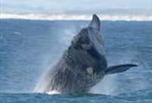 Full Day Boat Based Whale Watching